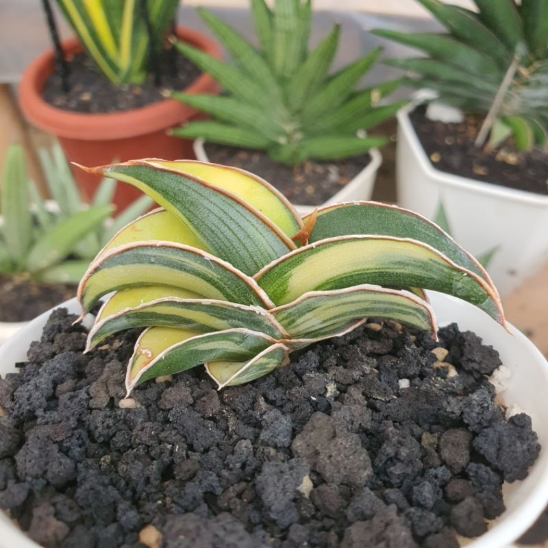 Sansevieria Rorida Variegata