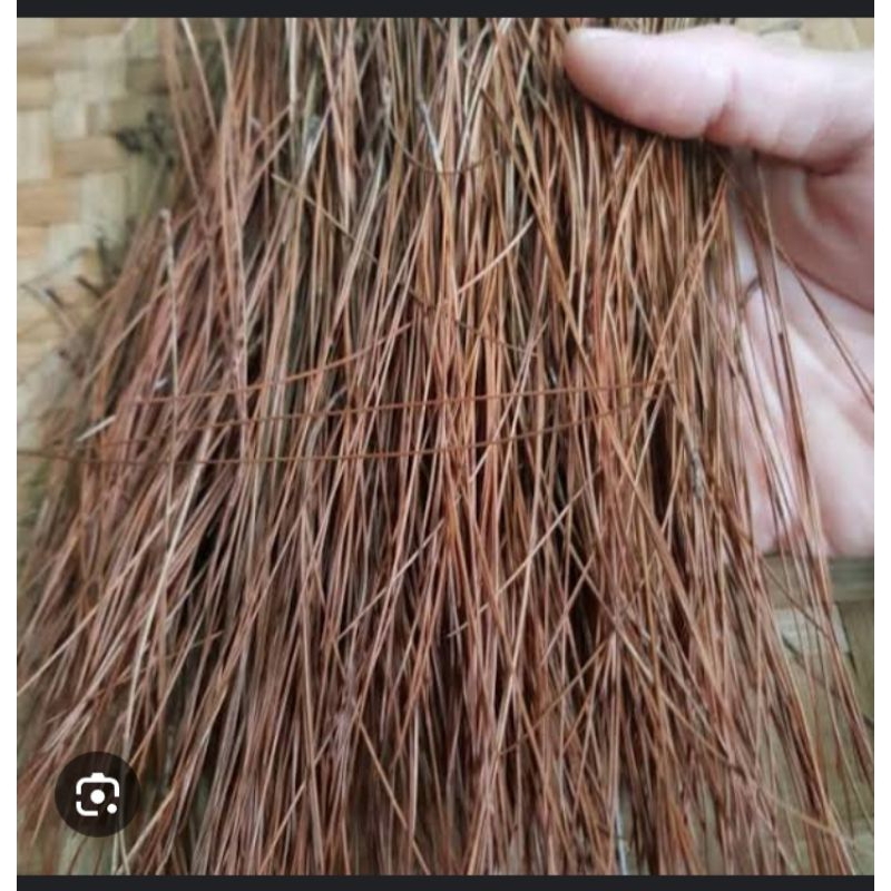 

daun pinus kering