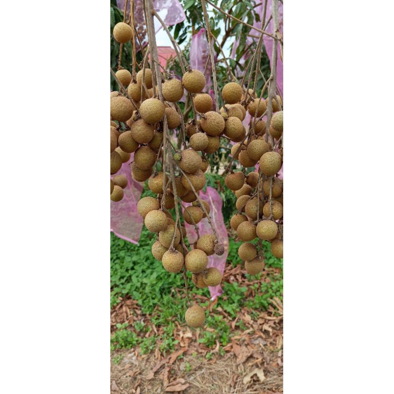 

kelengkeng madu super