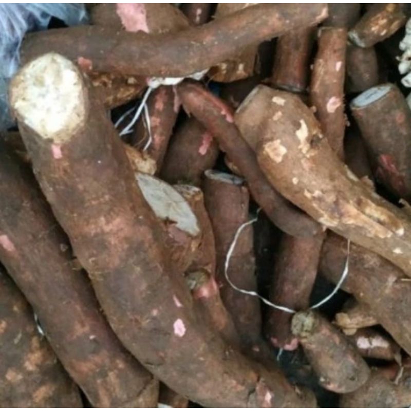 

Promo singkong segar 1kg Fress