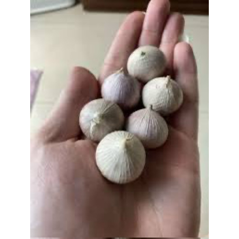 

BAWANG PUTIH TUNGGAL/ BAWANG LANANG / BAWANG LANANG JUMBO