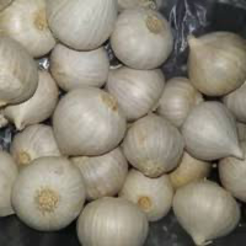 

Bawang Putih Tunggal / Bawang Tunggal / Bawang Lanang 1kg Kualitas SUPER