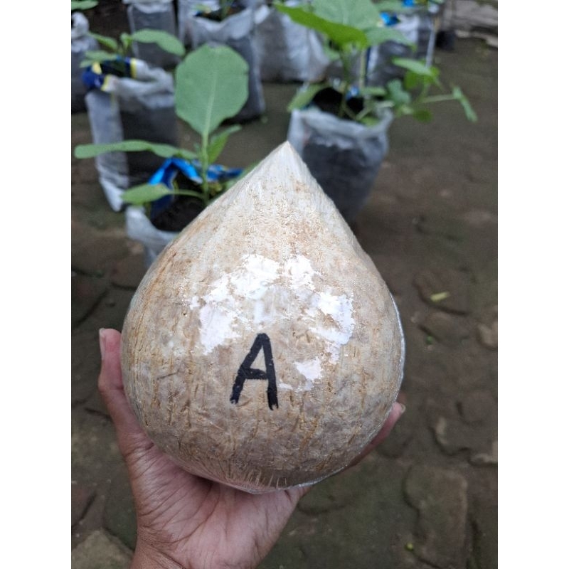 

Kelapa kopyor asli lumajang Grade A