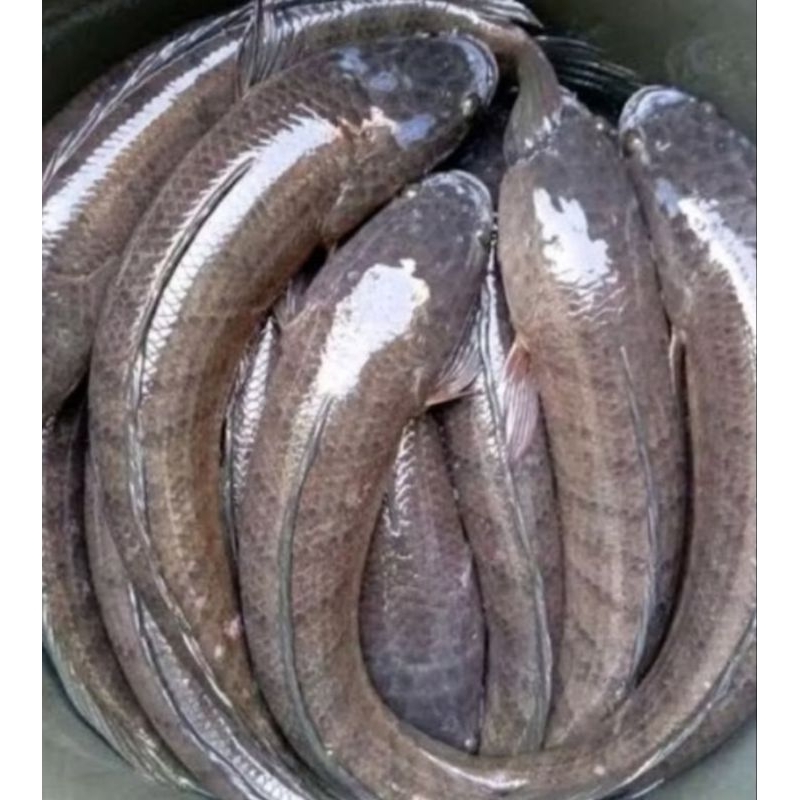 

Ikan Gabus Hidup 1kg