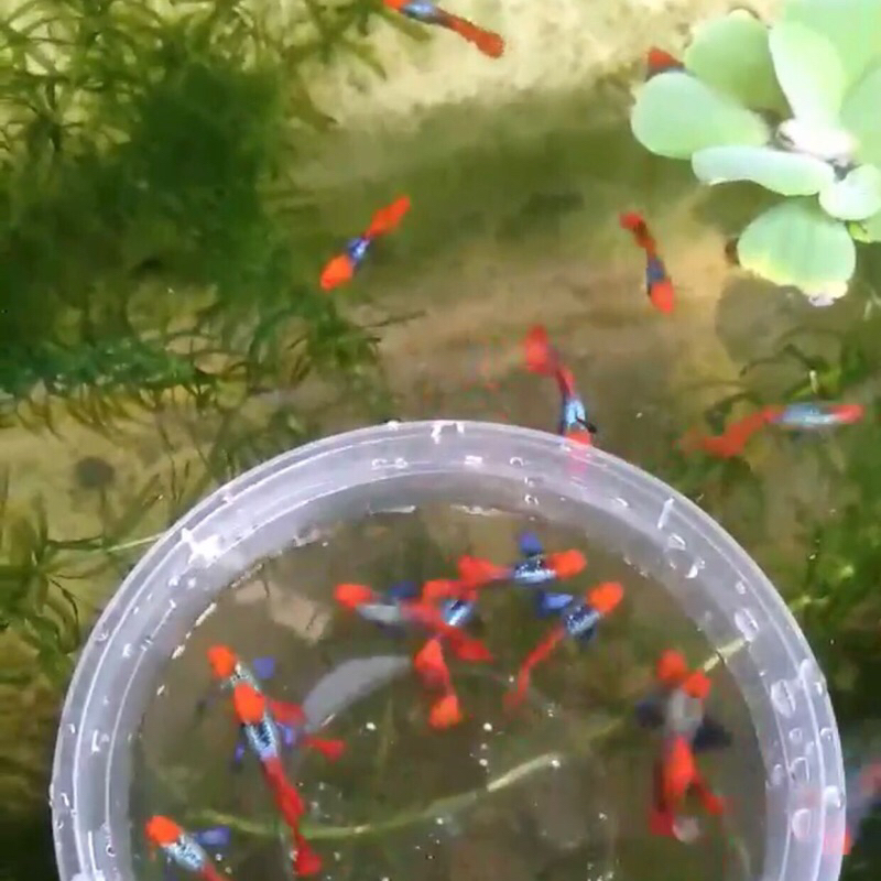 Mainan Guppy PRTDE Koi Grade A