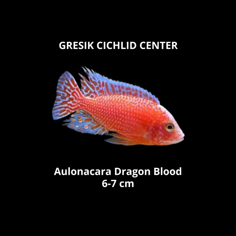 Aulonacara Dragon Blood Cichlid