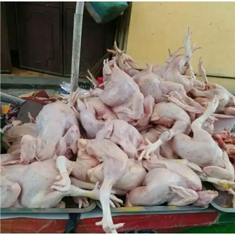 

Ayam Utuh Fresh 1ekor 1kg-1,5kg