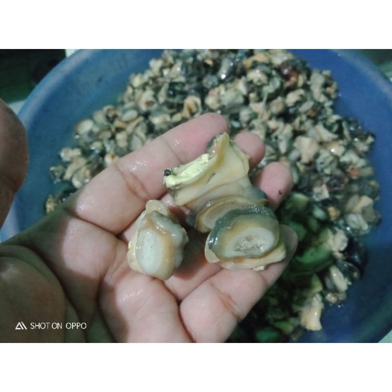 

DAGING KEONG PRESS SIAP OLAH 250 G
