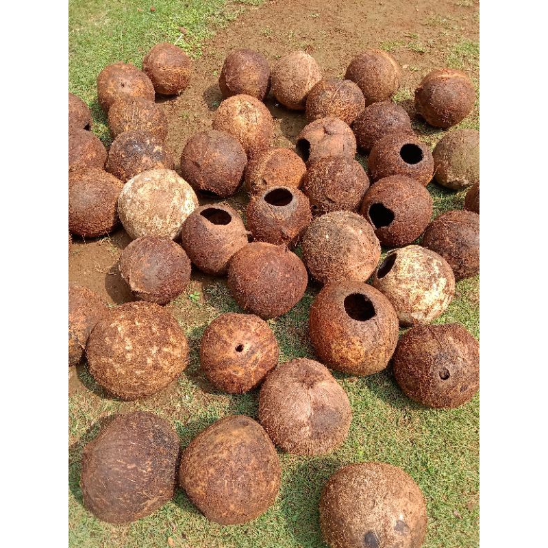 batok bolong ,,tempurung kelapa utuh