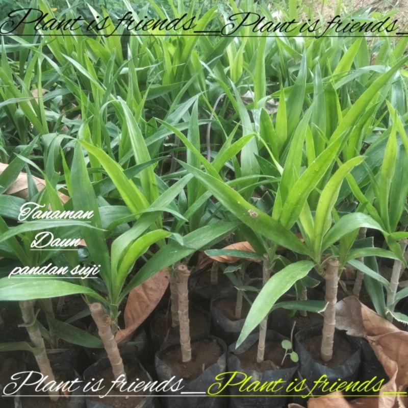 BIBIT DAUN PANDAN SUJI TANAMAN PANDAN SUJI
