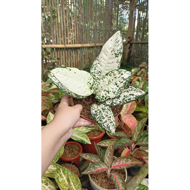 Aglaonema Aglonema Big Leaf