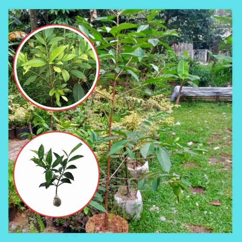 Terlaris.. Pohon Salam Rimbun,  Pohon Salam Besar