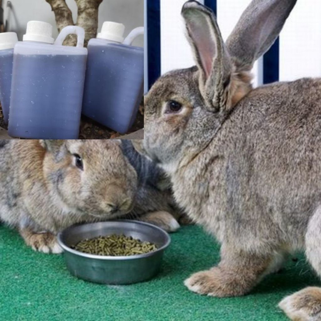 PALING DICARI...!!!pupuk urine kelinci murni,urin urine kelinci murni pupuk organik cair