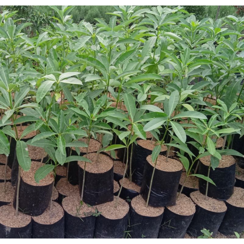 pohon pule untuk peneduh pohon hiasan taman