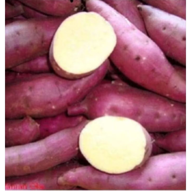 

1 KG - UBI JEPANG KUALITAS SUPER