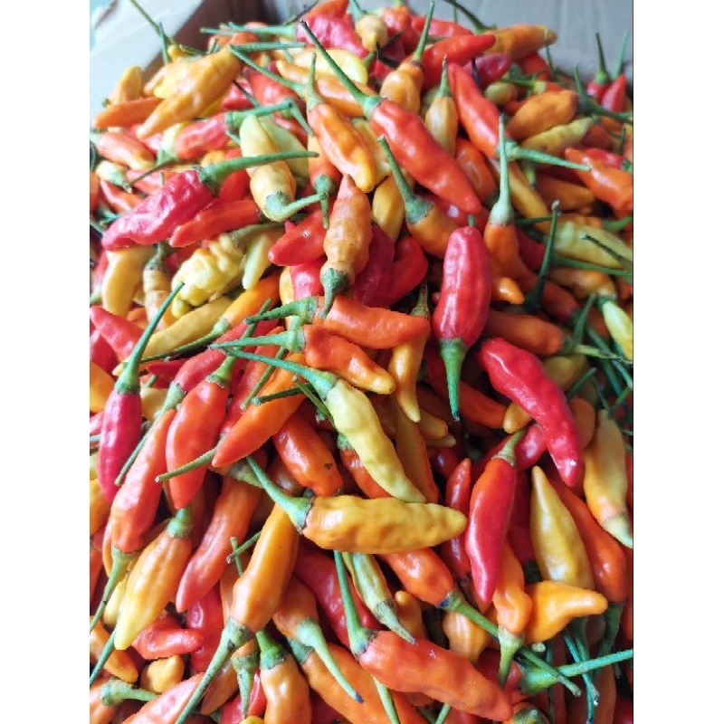 

Cabe Rawit Segar ORI