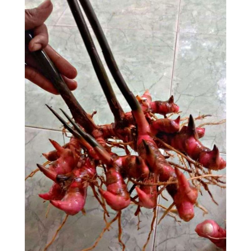 

lengkuas merah Laos segar 1kg