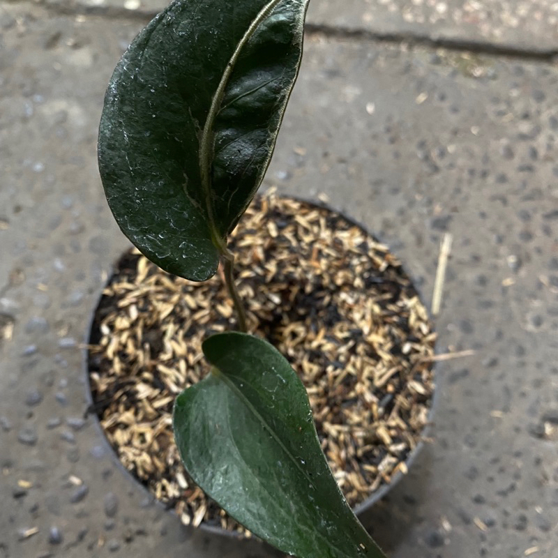 anthurium black garuda bonggol