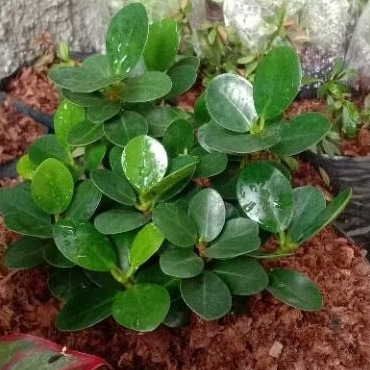 Tanaman hias Beringin mangkok