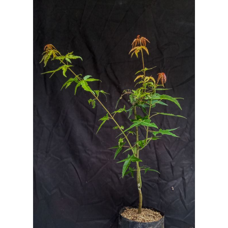 Japanese maple/ bahan bonsai/ tanaman hias