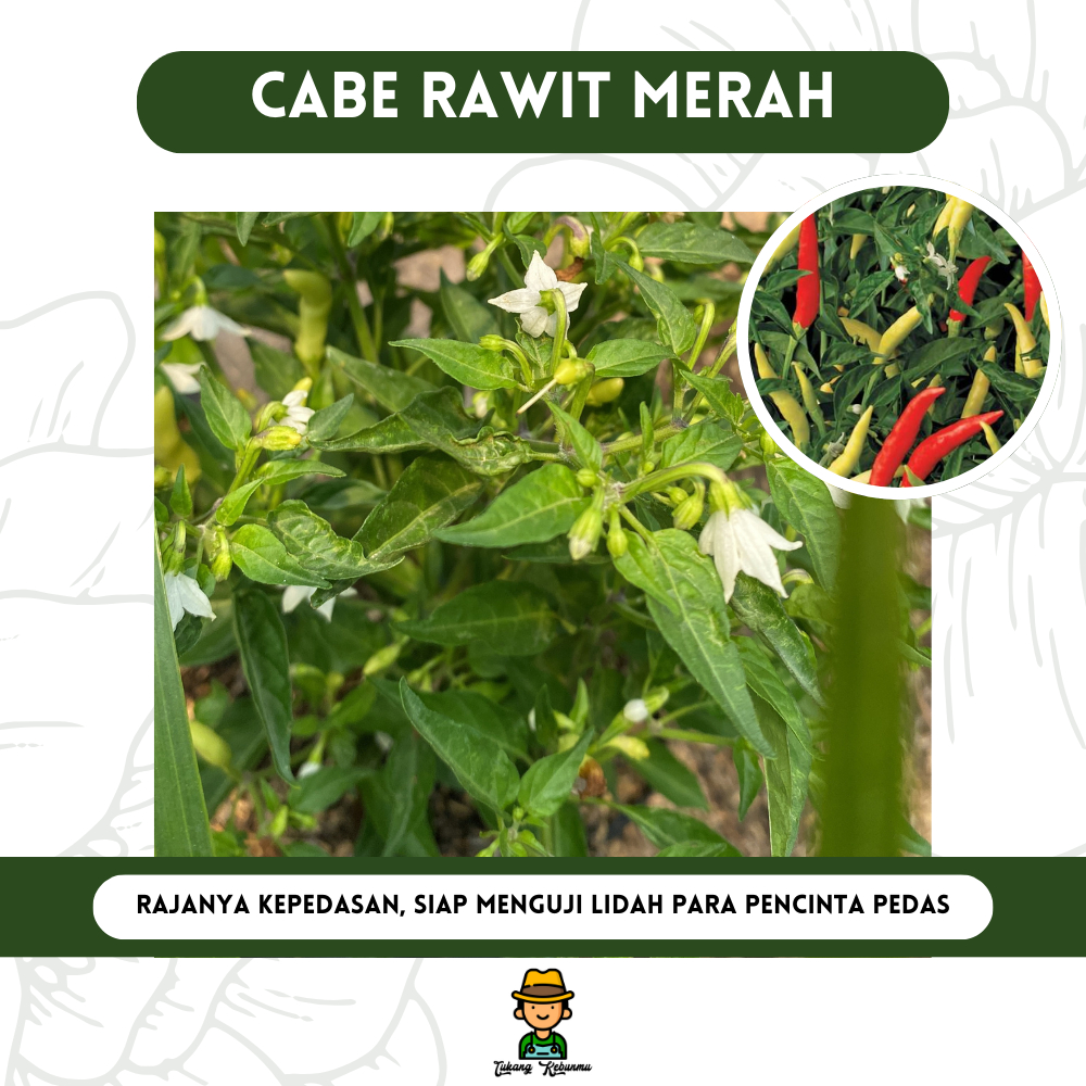 Tanaman Hias Konsumsi Cabe / Cabai / Lombok Pelangi - Tanaman Cabe - Bibit Tanaman Hidup