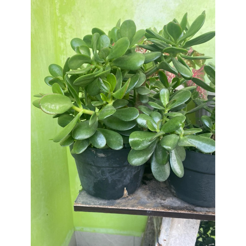 JUMBO Crassula Money Tree sudah besar cocok untuk ditanam di pot