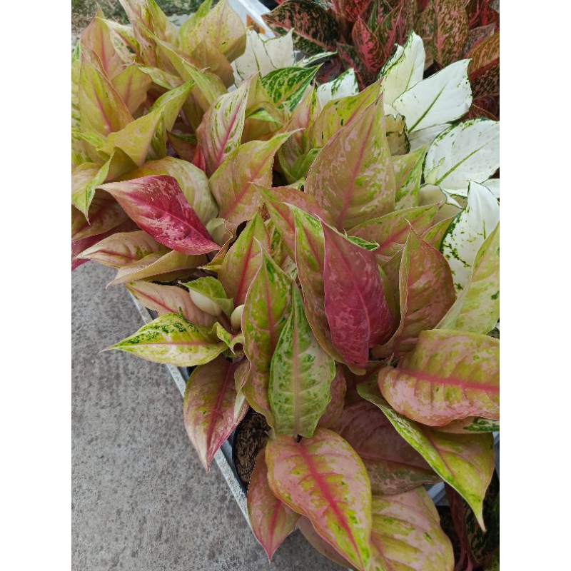 Aglonema Light of Diamond (LOD)