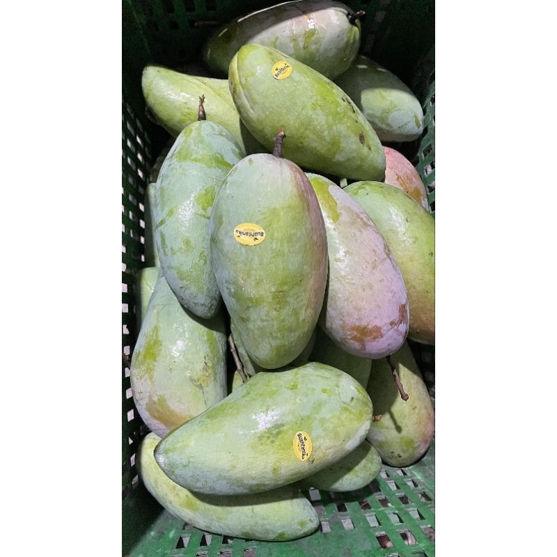 

Mangga kiojay Thailand [perbuah] 800gr - 1KG