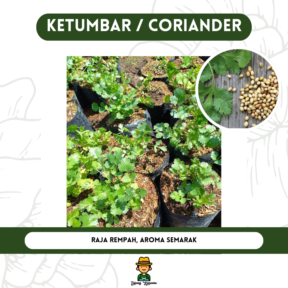 Tanaman Herbal Ketumbar Rempah Coriander