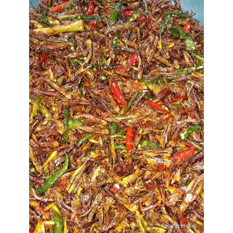 

Belalang goreng utes irisan cabai rasa pedas