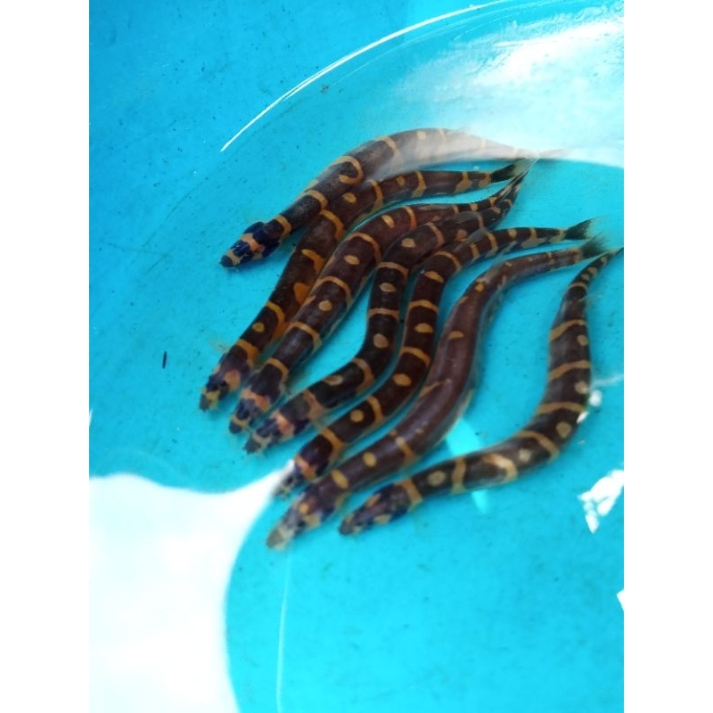 ikan hias khuli loach