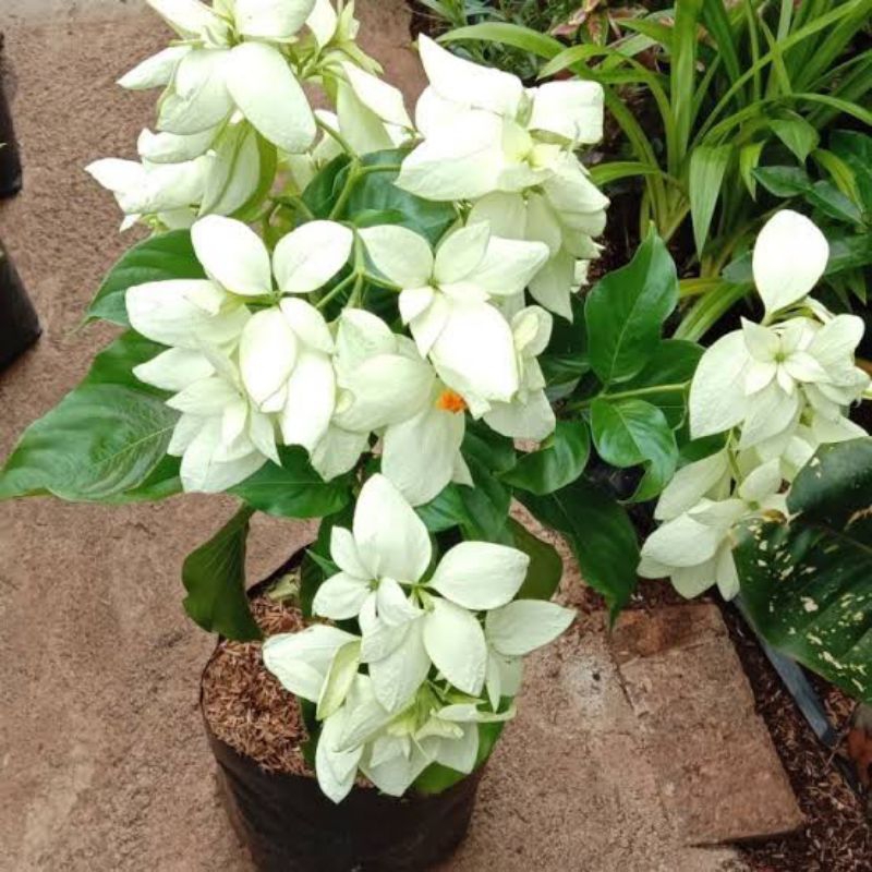 bunga Nusa indah bunga putih kuning merah