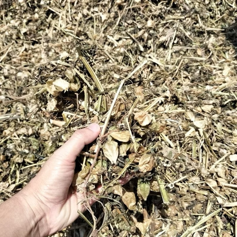 

1kg GROSIR Daun Batang Buah Ciplukan Kering Herbal JSR Kualitas Bagus Bagas