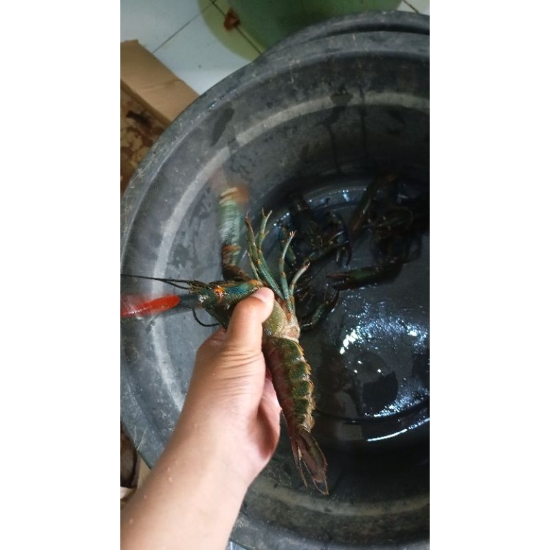 

bibit benih indukan lobster air tawar 3 ekor