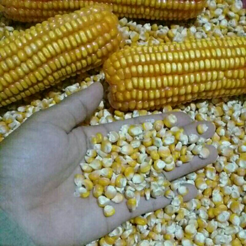 

jagung besar pipil kering pakan unggas popcron nasi jagung marneng grade A