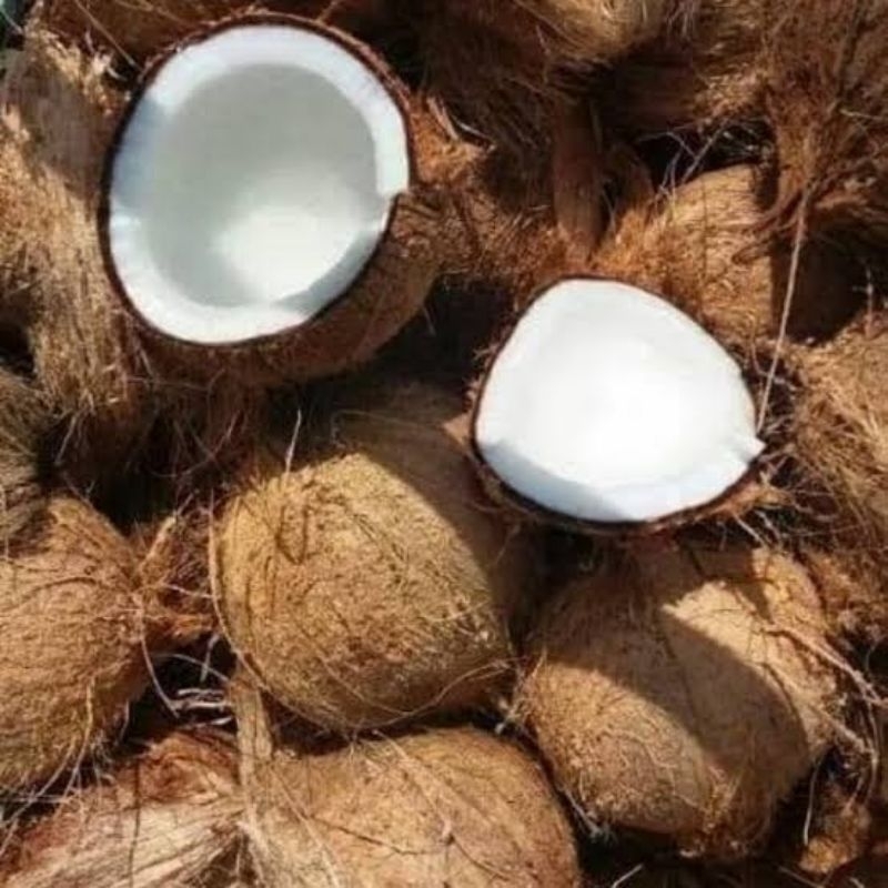 

kelapa tua sudah di kupas satuan 1-2 kg