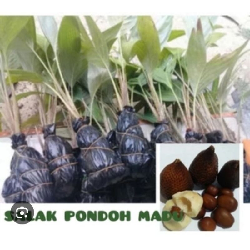 Bibit Salak Pondoh Madu Beli 5 Bonus 5 Jeruk Nipis