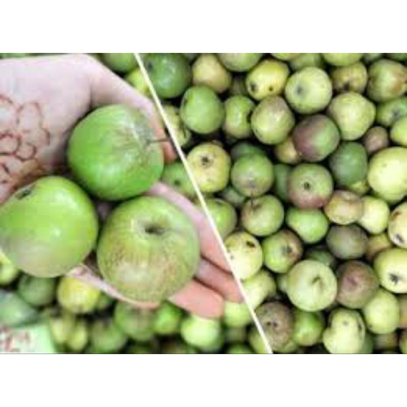 

Buah Apel Malang Hijau fresh segar