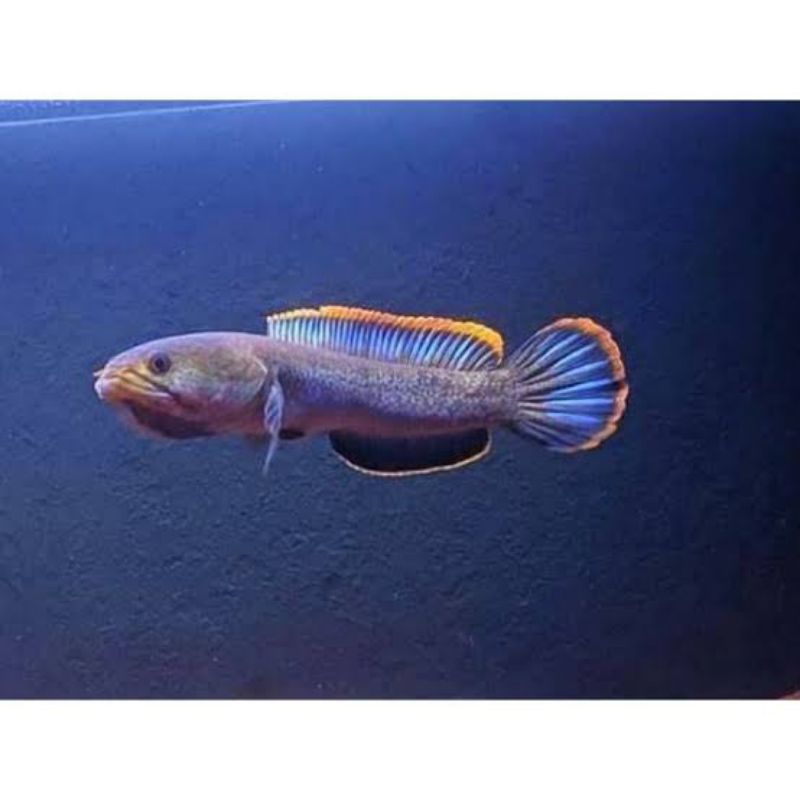 limbata jumbo 15 cm up rim merah pedas