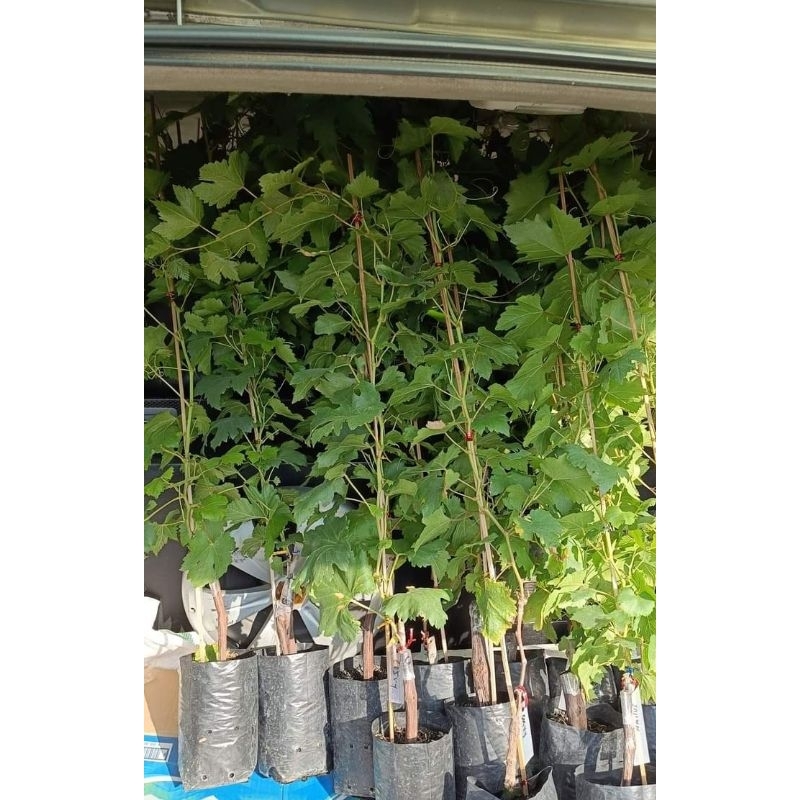 

anggur import beauty krasotka