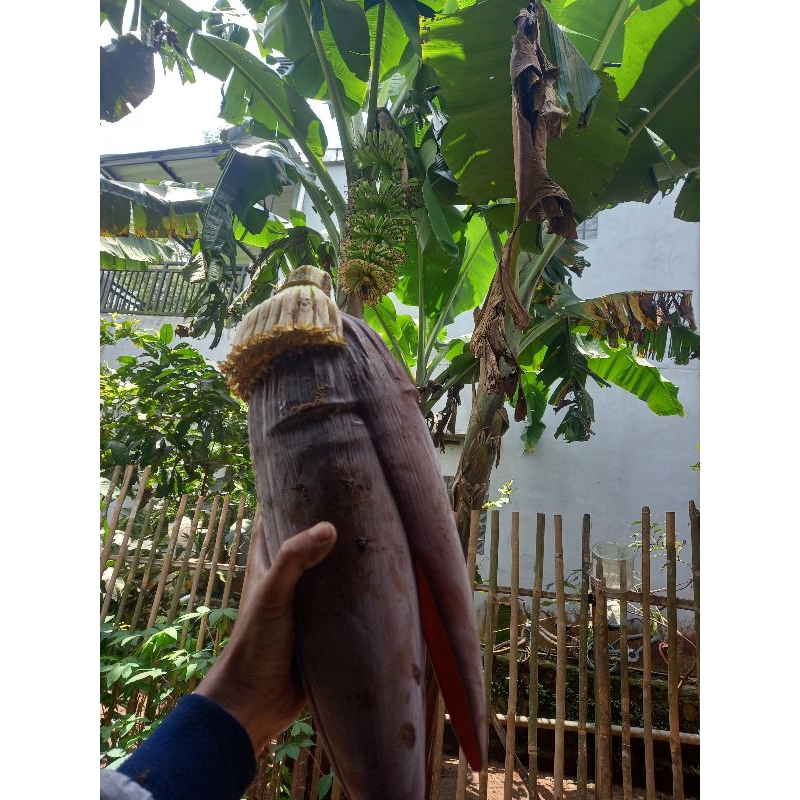 

jantung pisang cocok dimakan