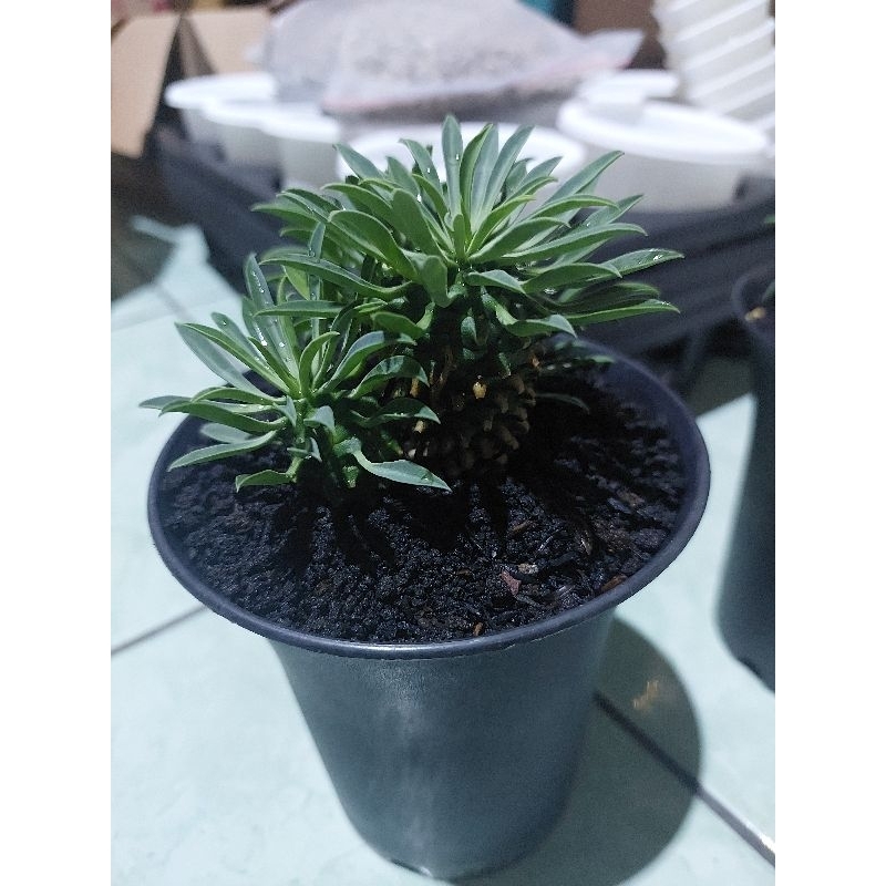 kaktus/ euphorbia kirin