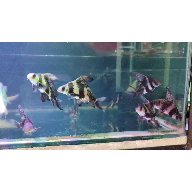 CHF Chinese high fin