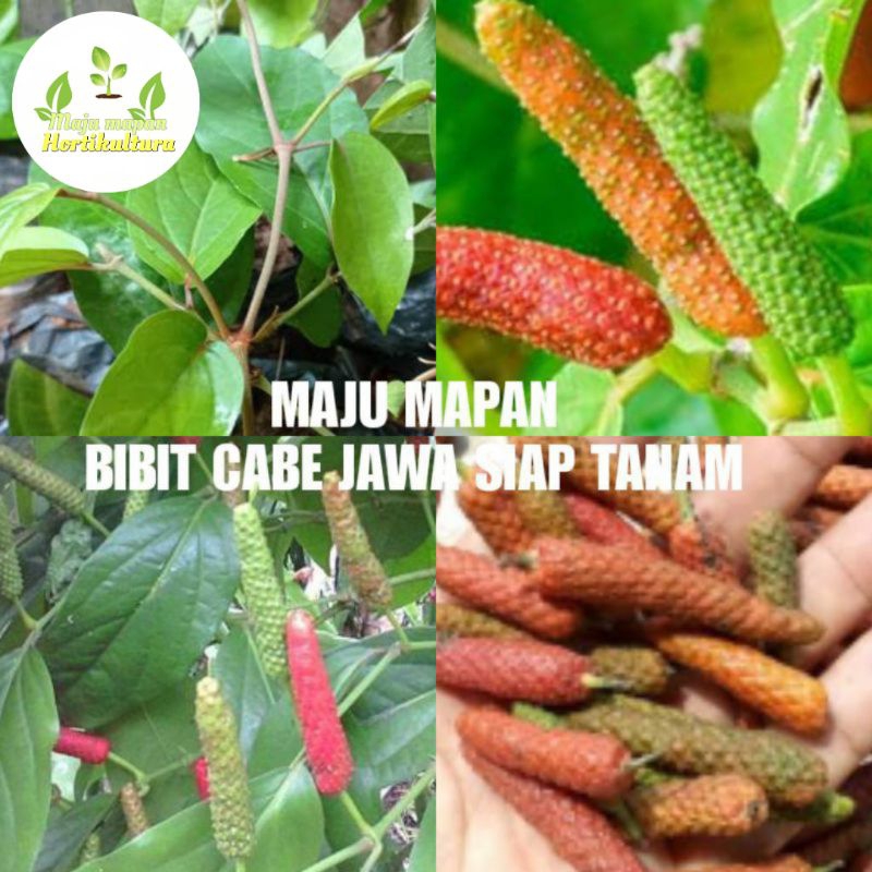 BIBIT CABE JAWA HIBRIDA (CABAI JAWA) SUPER