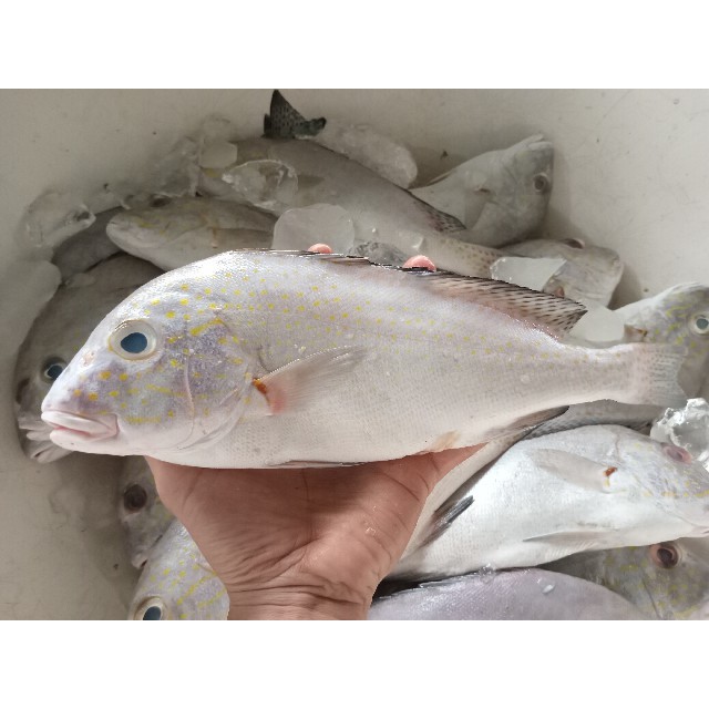 

Ikan Kaci Kaci Segar Ikan Kaci 1Kg