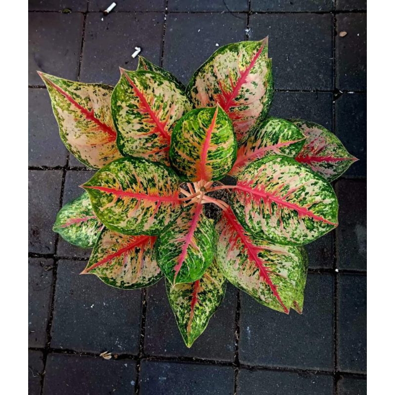 Aglonema Sweet Dream