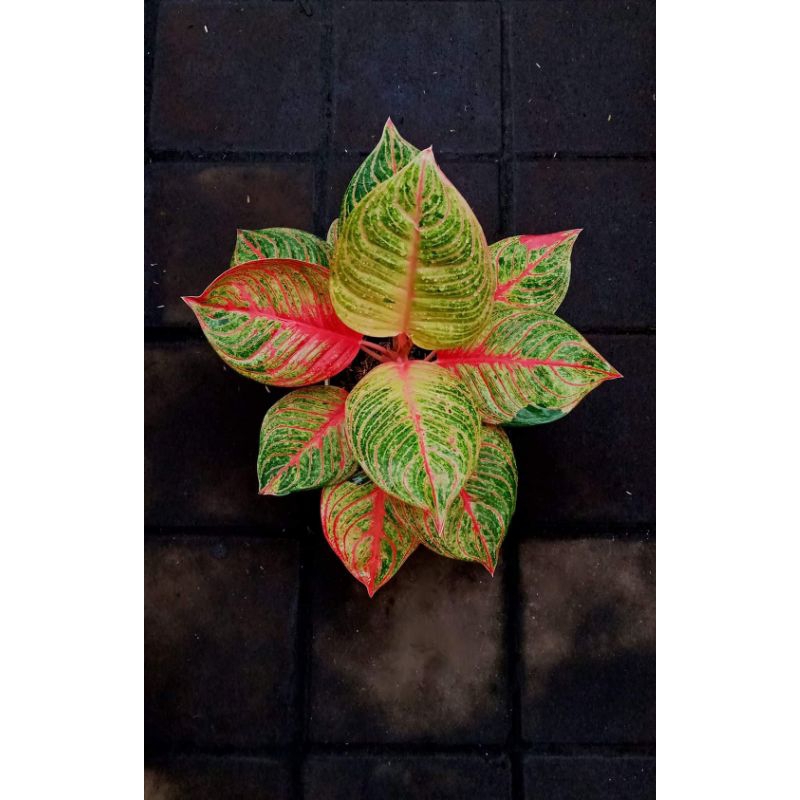 Aglonema Hughes Merah