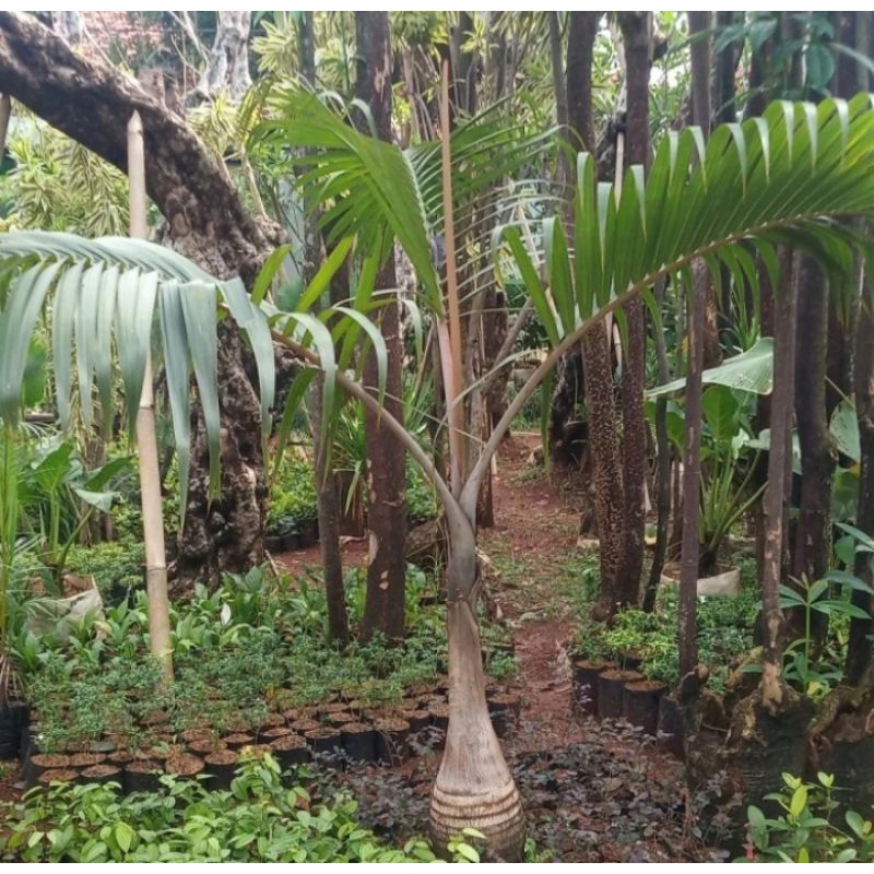 promo Tanaman palem botol tinggi 2 meter