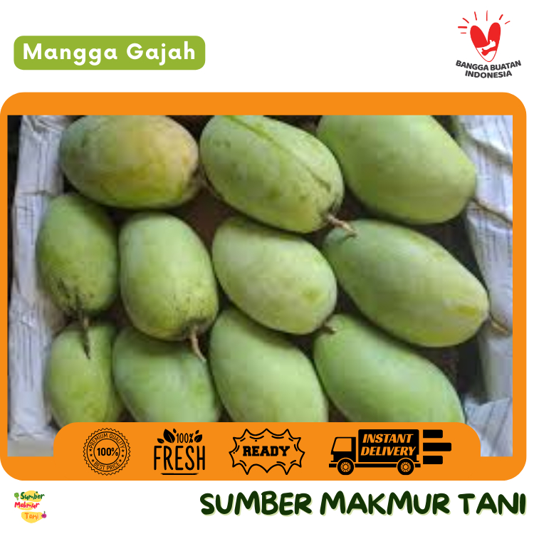 

Mangga Gajah / Fresh Mango Gajah – Segar, Manis, Daging Tebal & Juicy, Cocok untuk Smoothie, Jus & Camilan Sehat, Kirim Instant
