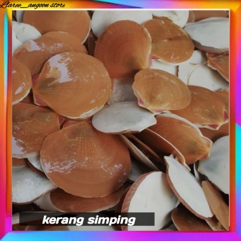 CANGKANG KERANG SIMPING /KERANG SIMPING/PER 250 gr